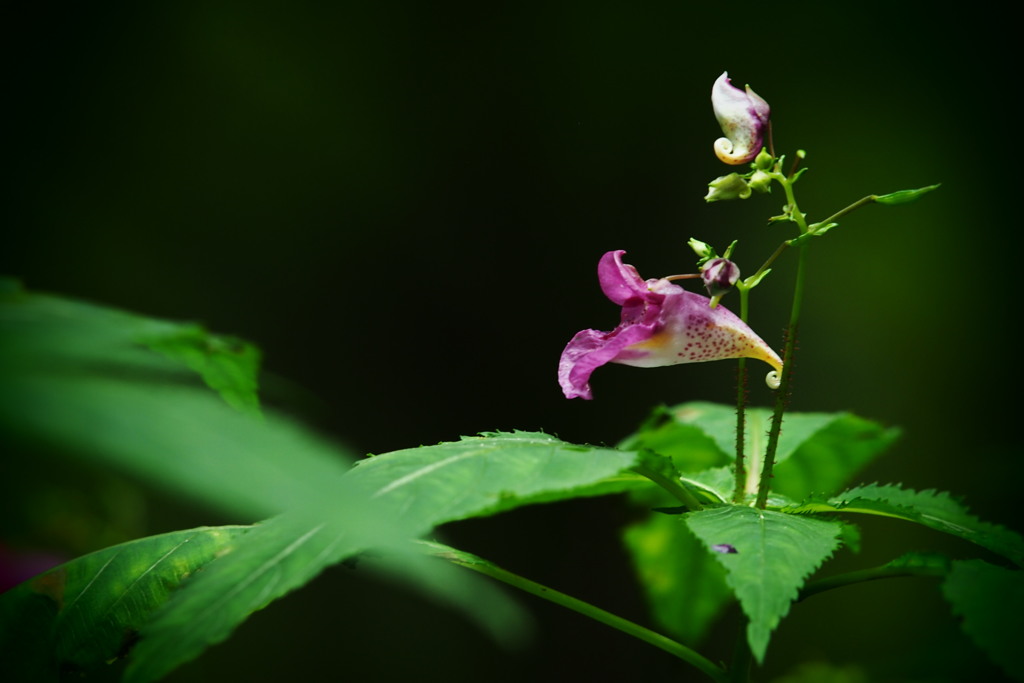 初秋・野の花　３