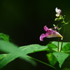 初秋・野の花　３