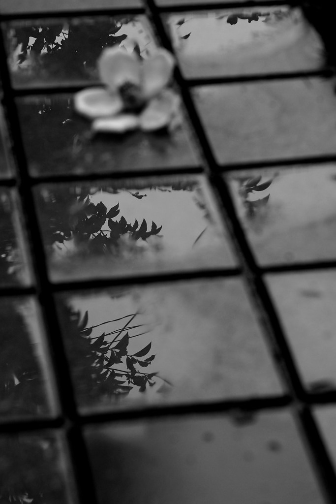 梅雨の頃