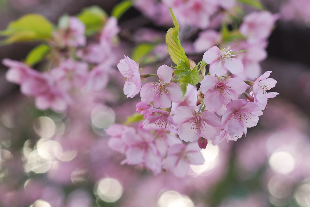 花あかり