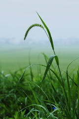 季節の便り　朝露