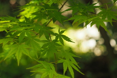 緑陰　１