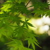 緑陰　１