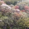 山装う