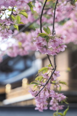 朝寒