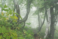 霧降る森