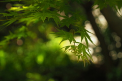 緑陰　２