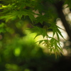 緑陰　２