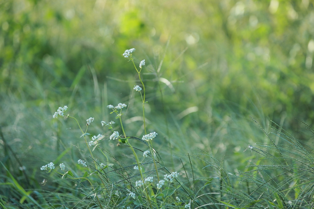 野の秋　そばの花