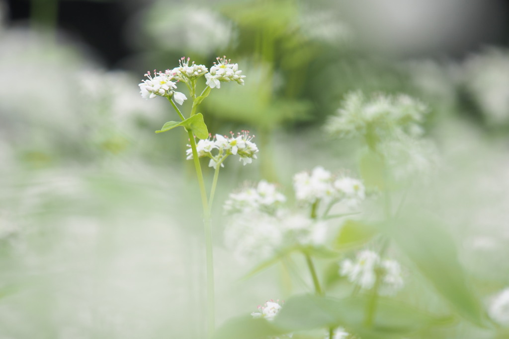 蕎麦の花