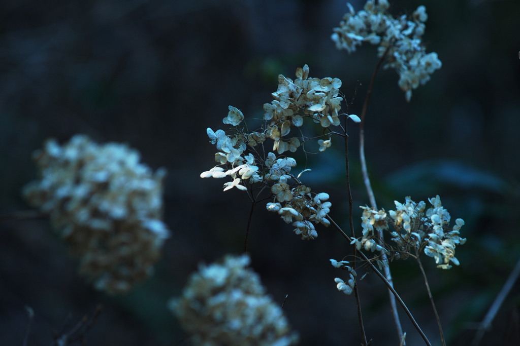 紫陽花の森にて　１