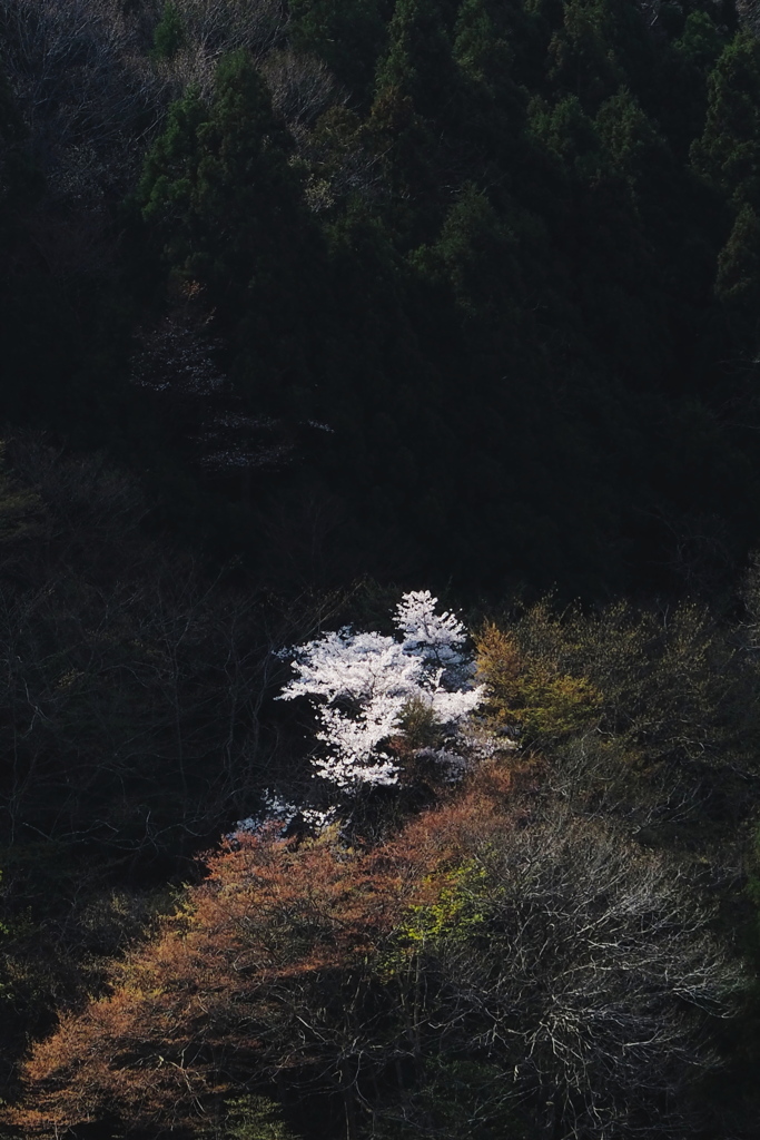 山桜図