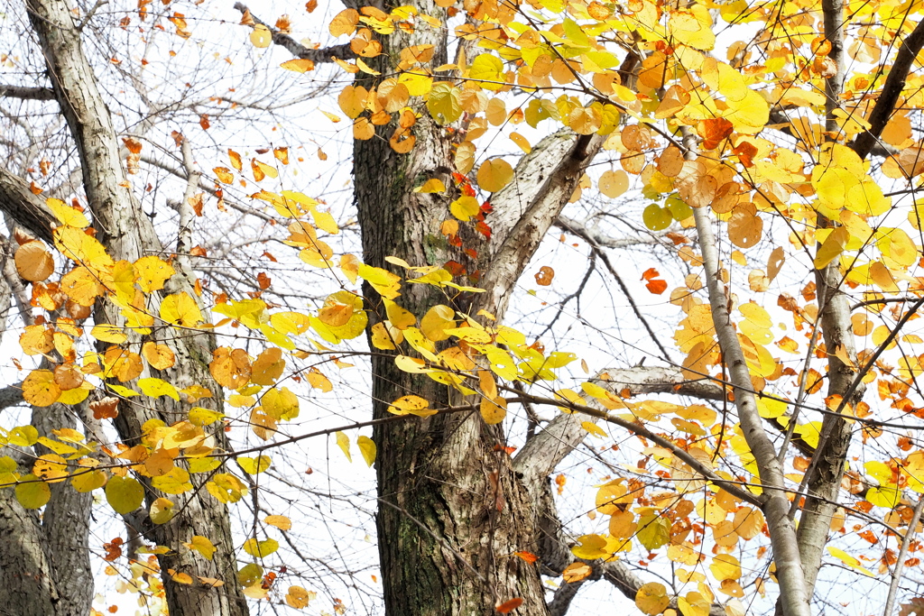 パステル色の秋