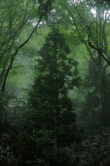 霧の一本杉