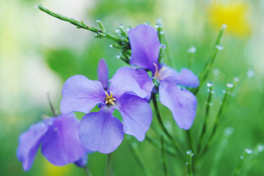 諸葛菜の朝