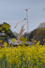 菜の花に鯉のぼり