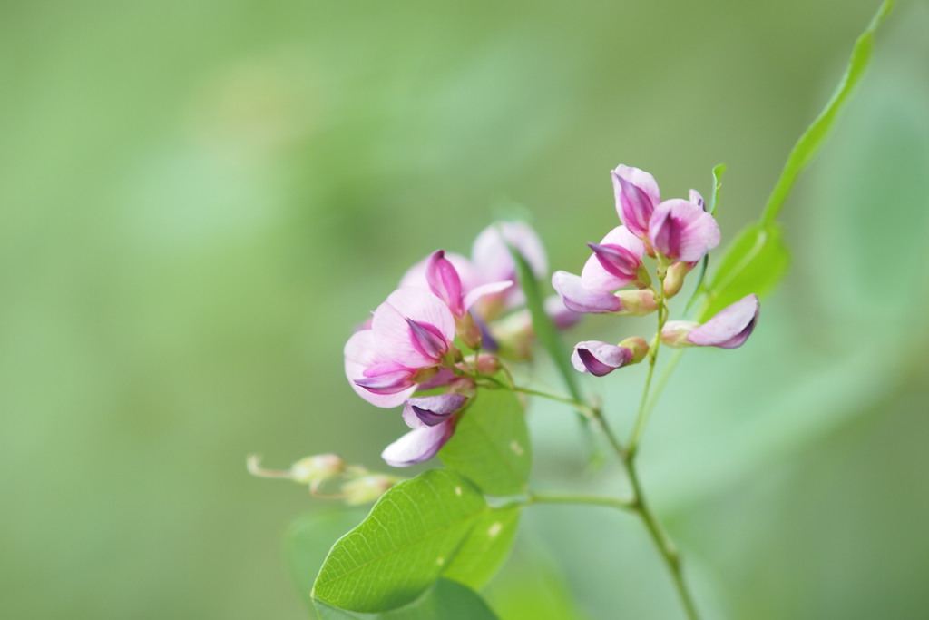 初秋・　野の花　２　