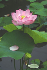 蓮の花散る