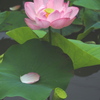 蓮の花散る