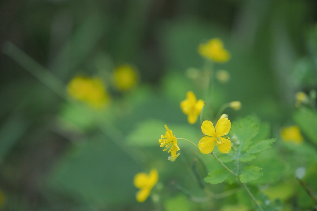 野の花　惑うこころ