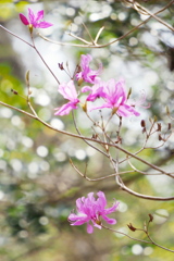 春光きらめく