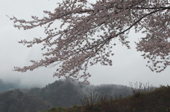 薄墨桜にも似て