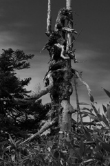 秋の八幡平　６