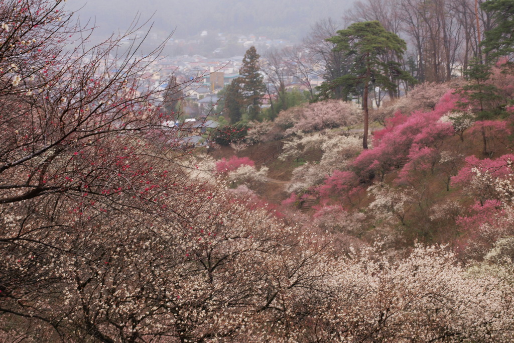 梅花の郷