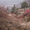 梅花の郷