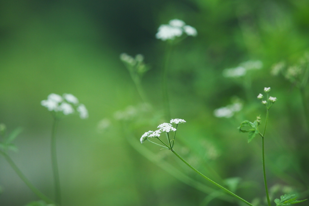 野の花　揺れる想い