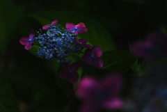 木漏れ日の森にて　３