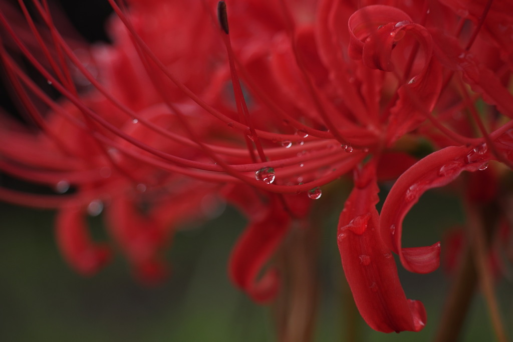 曼殊沙華　雫　１