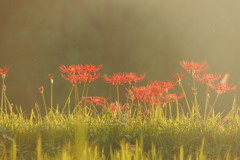 彼岸花　逆光のなかで