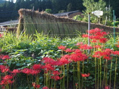 里の秋・彼岸花　１