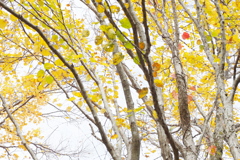 パステル色の秋