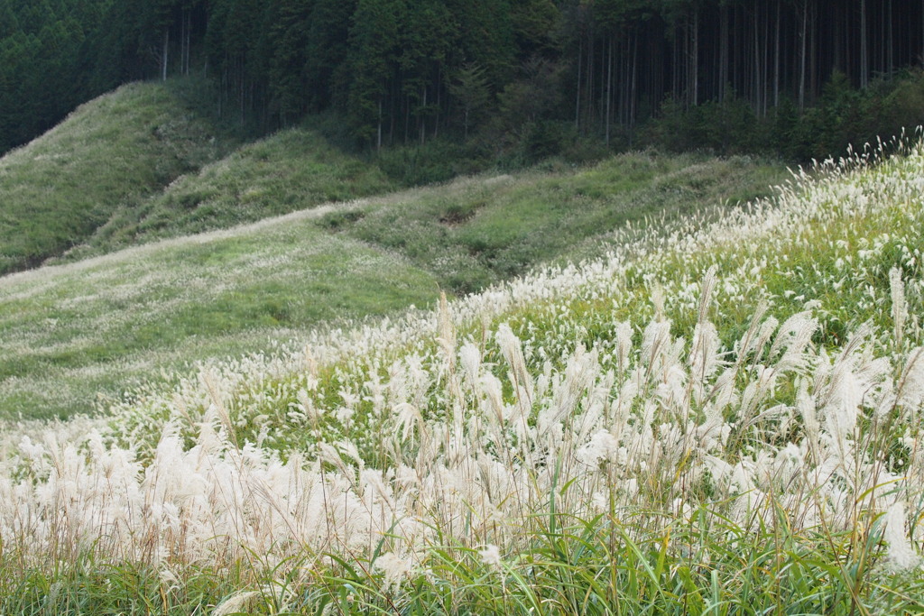 仙石原　薄　２