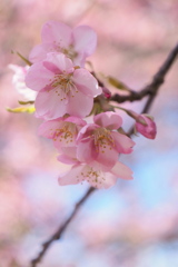 花冷えの頃