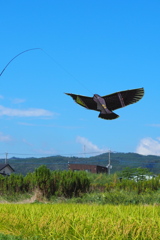 大空を飛んでみたい　２