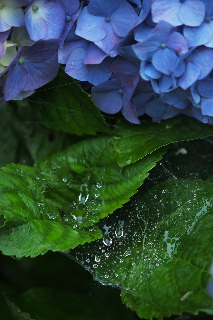 梅雨入り　１