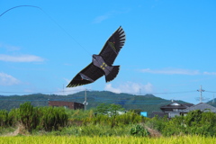 大空を飛んでみたい　１