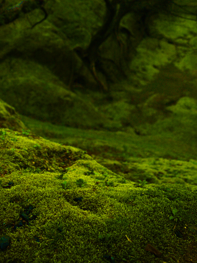 moss