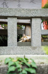 江ノ島ねこ