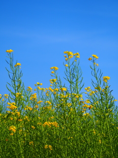 菜の花～