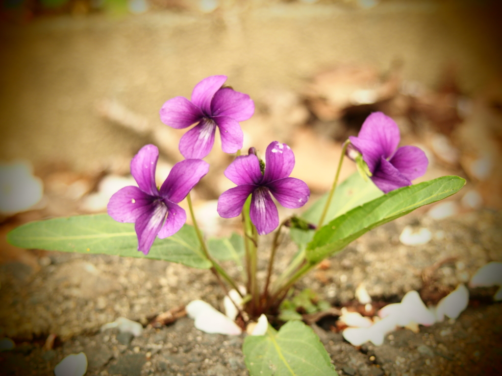 道端の咲く花