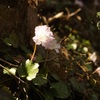 Iwauchiwa #3