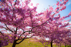 美和桜まつり2015