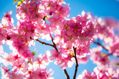 美和桜まつり2015