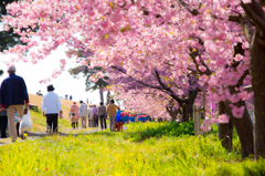 美和桜まつり2015