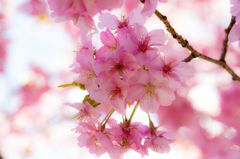 美和桜まつり2015