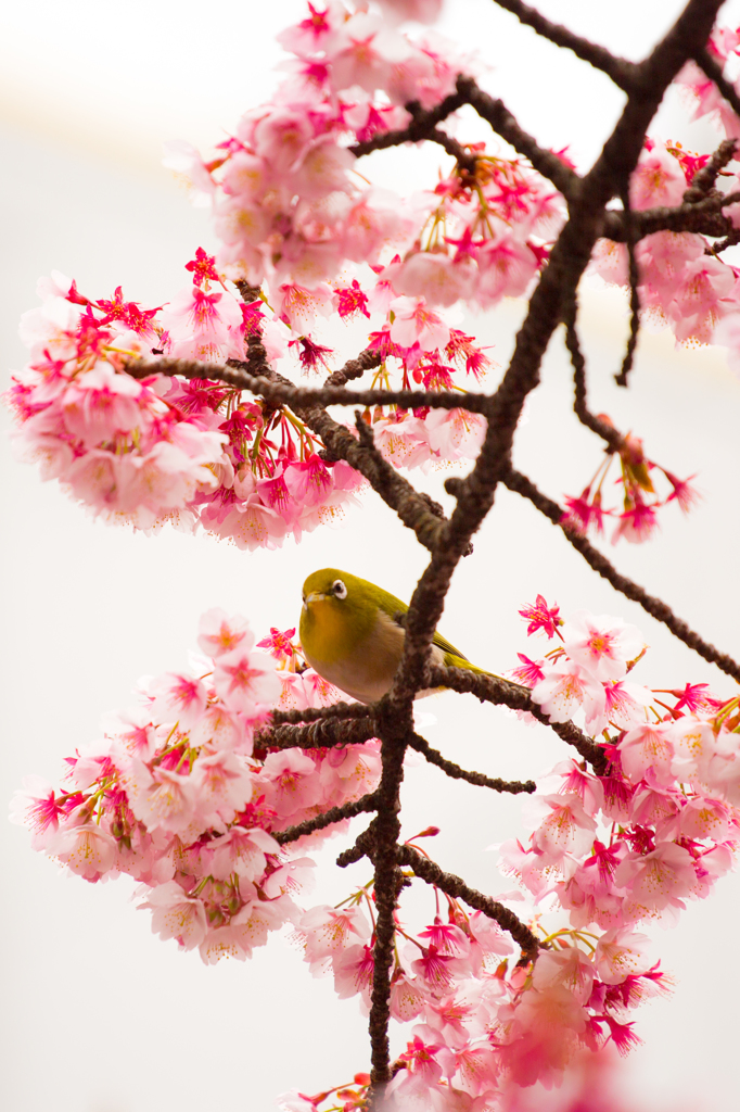 あたみ桜　３